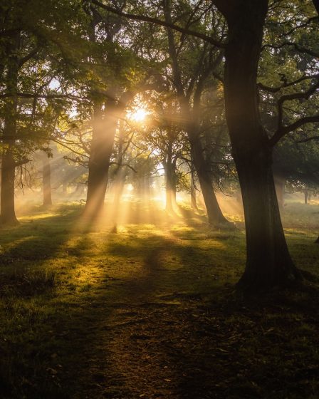 field of green trees