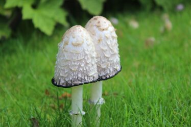 Champignon shiitake bienfaits : pourquoi ce super-aliment mérite sa place dans votre assiette