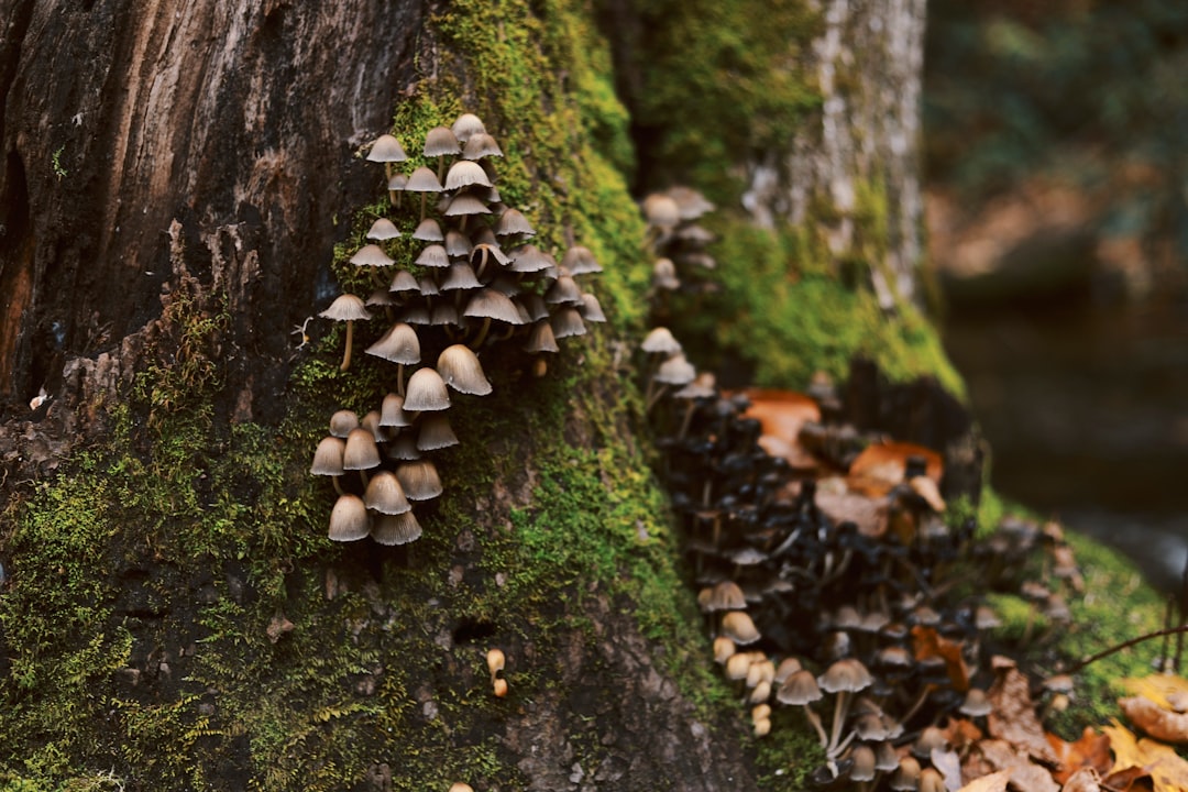 Champignon shiitake bienfaits : pourquoi ce super-aliment mérite sa place dans votre assiette